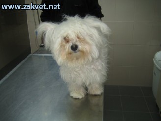 Strizenje malih zivali  4