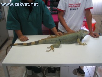Ambulanta za male zivali  IMG 1072