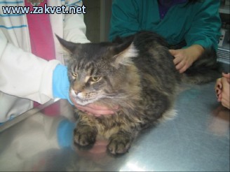 Ambulanta za male zivali  IMG 1239