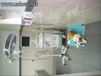 Ambulanta za male zivali  IMG 2561