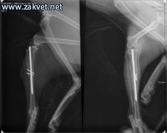 Ambulanta za male zivali  spletna stran10