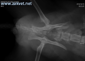 Ambulanta za male zivali  spletna stran11