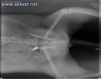 Ambulanta za male zivali  spletna stran12