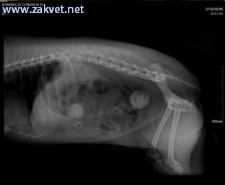 Ambulanta za male zivali  spletna stran13