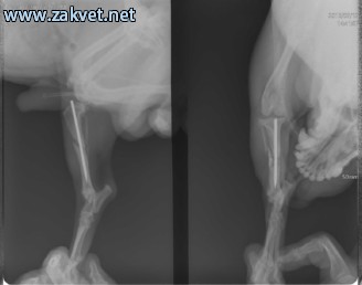 Ambulanta za male zivali  spletna stran14