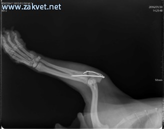 Ambulanta za male zivali  spletna stran15