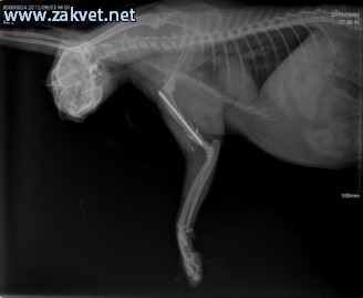 Ambulanta za male zivali  spletna stran2