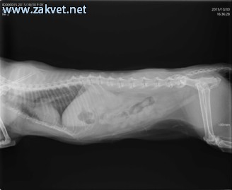 Ambulanta za male zivali  spletna stran3