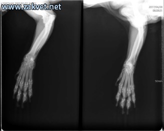 Ambulanta za male zivali  spletna stran8