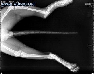 Ambulanta za male zivali  spletna stran 6