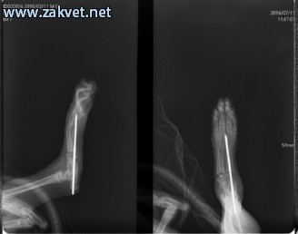 Ambulanta za male zivali  spletna stran 7